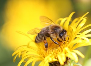 Zu sehen ist eine Biene, die in der Blüte einer gelbblühenden Pflanze sitzt und Nektar aufnimmt.
