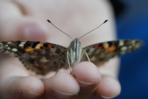 Ein bunter Schmetterling sitzt auf einer ausgestreckten Hand.