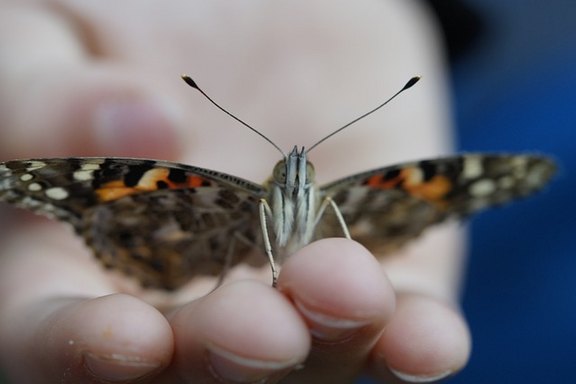 Ein bunter Schmetterling sitzt auf einer ausgestreckten Hand.